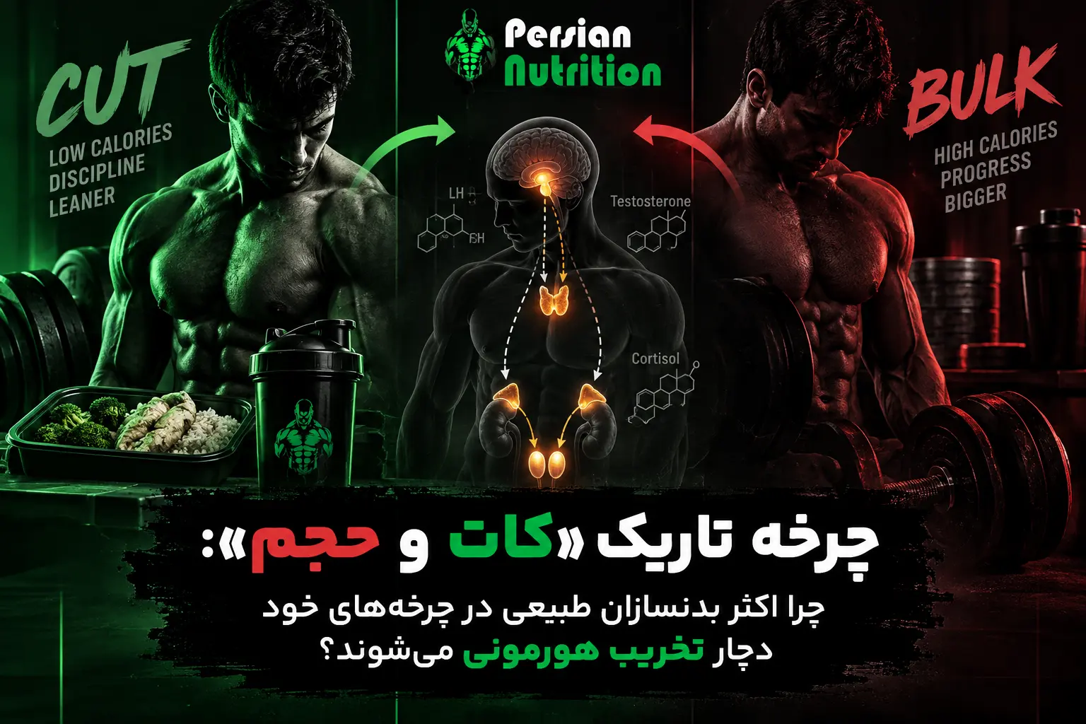 چرخه تاریک «کات و حجم»: چرا اکثر بدنسازان طبیعی در چرخه‌های خود دچار تخریب هورمونی می‌شوند؟